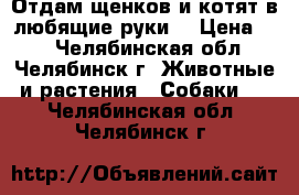 Отдам щенков и котят в любящие руки! › Цена ­ 1 - Челябинская обл., Челябинск г. Животные и растения » Собаки   . Челябинская обл.,Челябинск г.